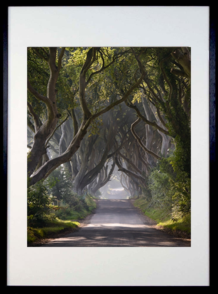 Dark Hedges Mist Clearing Colour Black Frame 40x50