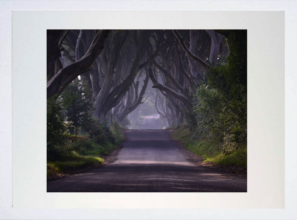 Co Antrim - Dark Hedges Morning Mist White Box Frame 40x50