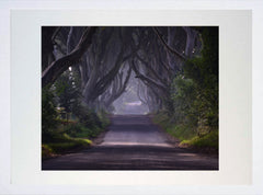 Co Antrim - Dark Hedges Morning Mist White Box Frame 40x50