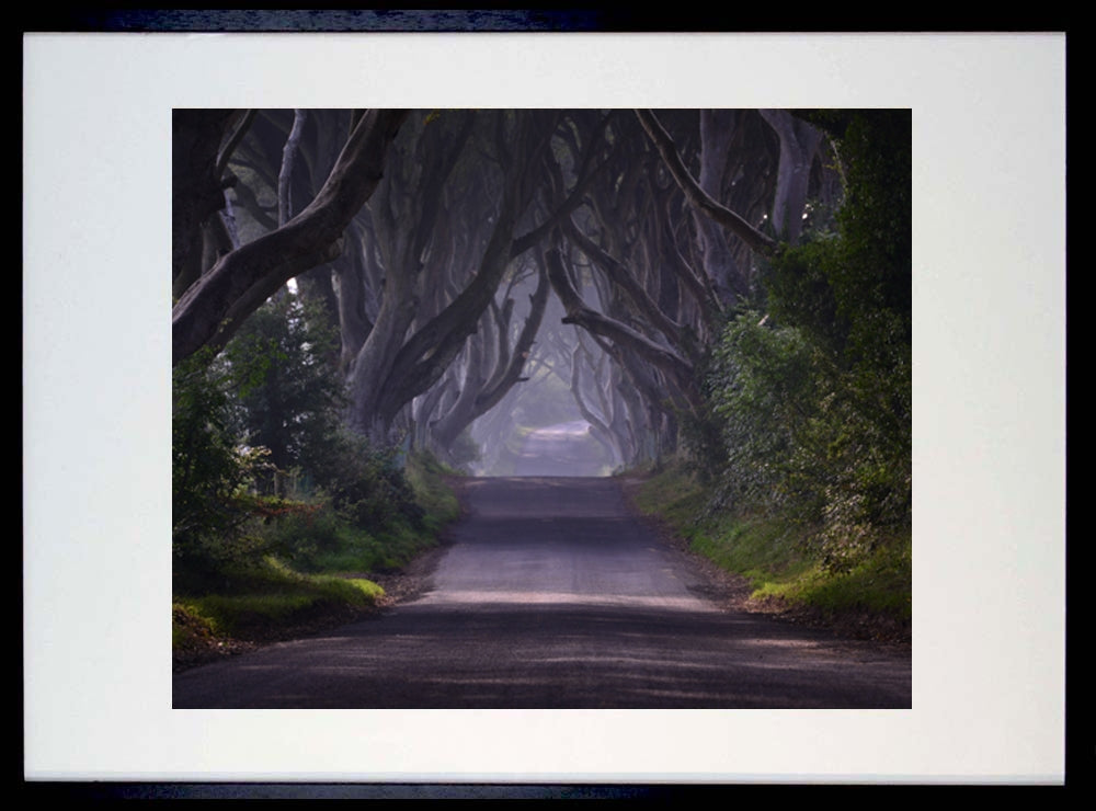 Dark Hedges Morning Mist Black Frame 40x50