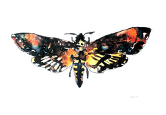 Animals Insect - Death Head Hawk Moth Unframed