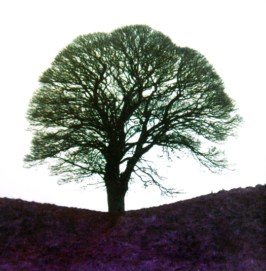 Giant's Ring In Black