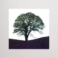 Giants Ring (Black) Unframed