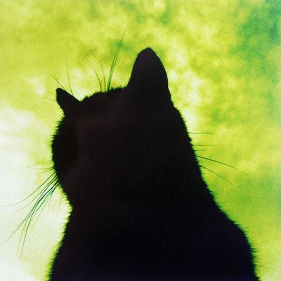 Lucky Black Cat In Green
