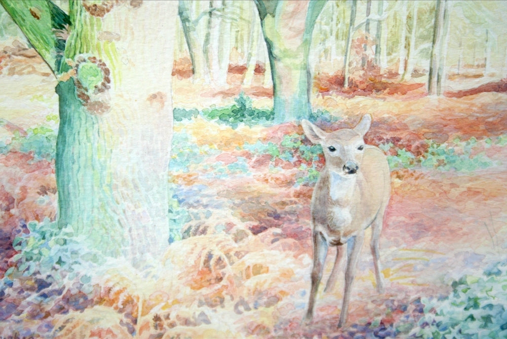 Deer In Woods