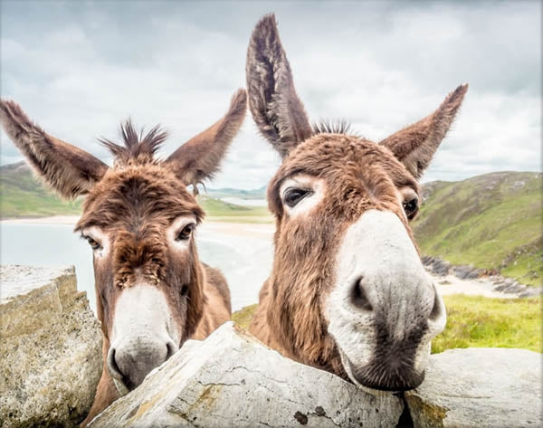 Donegal Donkeys Unframed