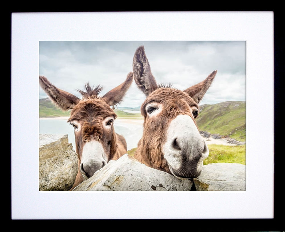 Donegal Donkeys Framed