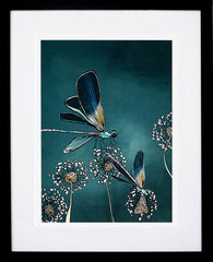 Dragonfly-19 x 27.5-Black Box Frame (With Mount)