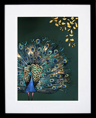 Fantail Peacock-19 x 27.5-Black Box Frame (With Mount)