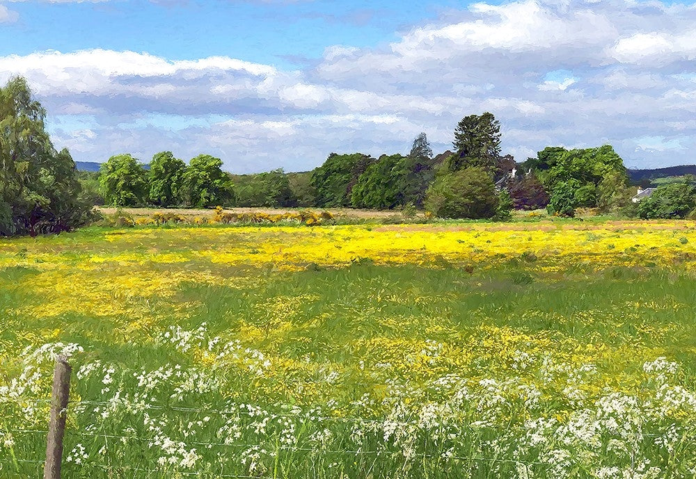 Other - Fields Of Summer