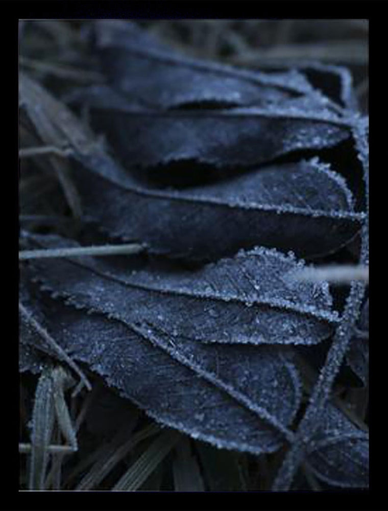 Frost Framed