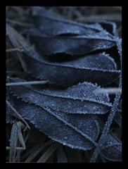 Frost Framed