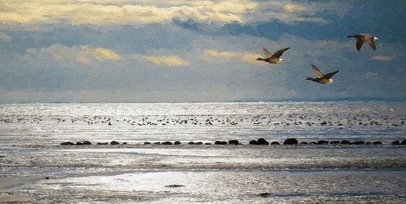 Co Down - Gold and Silver Strangford Lough