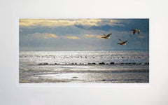 Co Down - Gold and Silver Strangford Lough Unframed 60x47.5