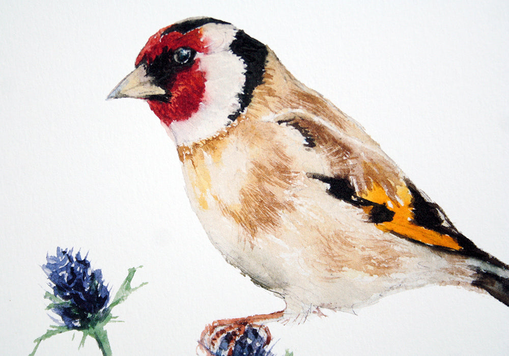 Animals Bird - Goldfinch
