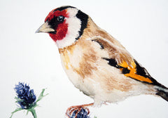 Animals Bird - Goldfinch