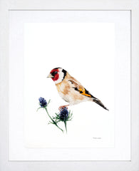 Animals Bird - Goldfinch White Frame