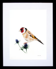 Animals Bird - Goldfinch Black Frame