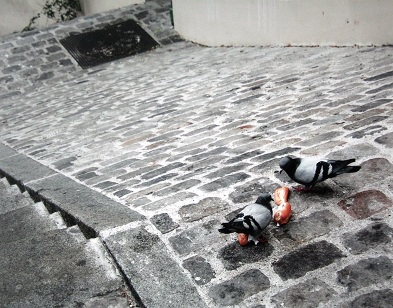 Paris In Grey - Cobblestones And Pigeons Unframed