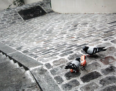 Paris In Grey - Cobblestones And Pigeons Unframed