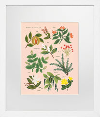 Herbs and Spices Peach White Frame