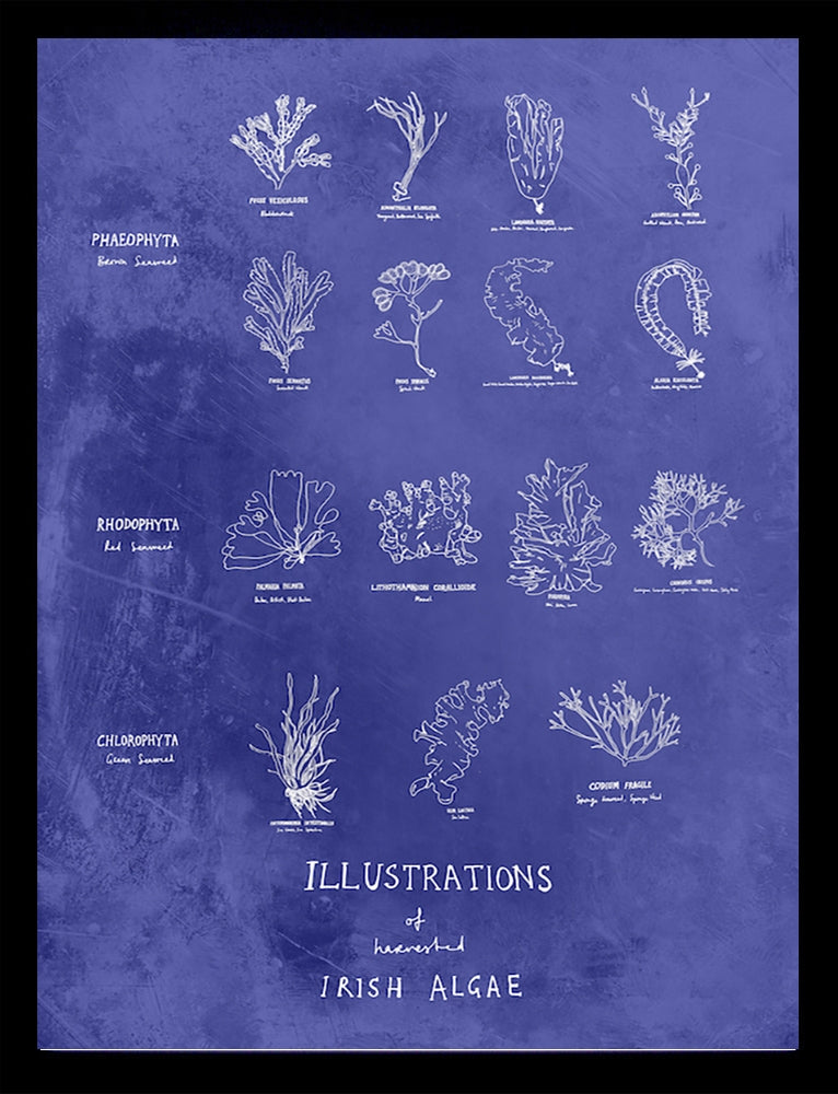Irish Algae Black frame