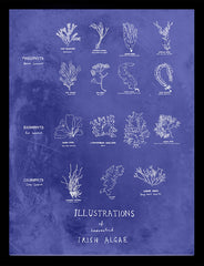 Irish Algae Black frame