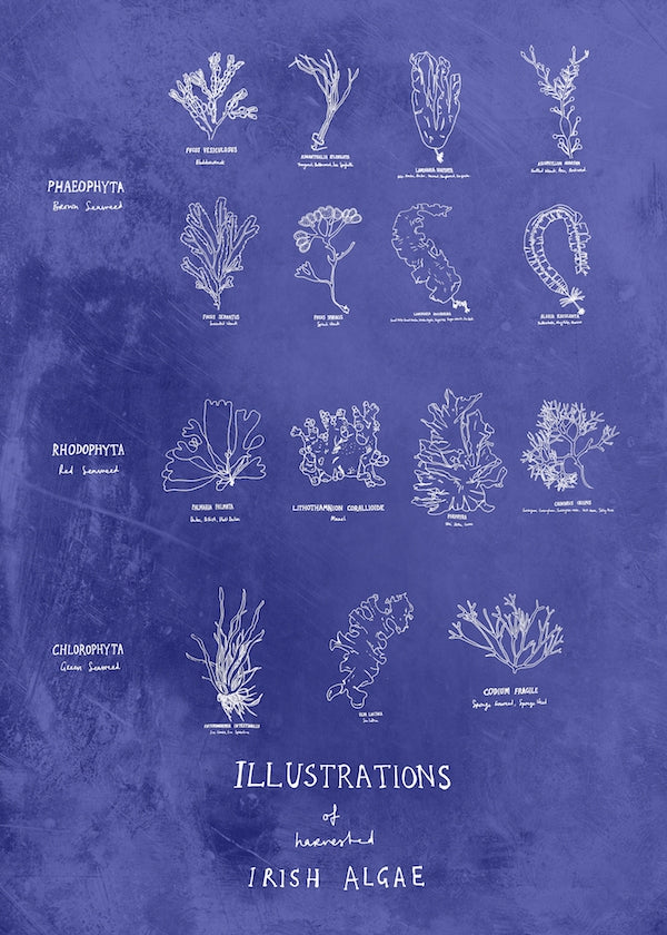 Irish Algae Unframed