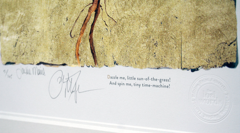 The Lost Words - Dandelion