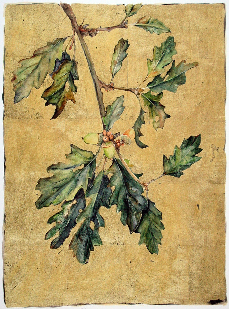 The Lost Words - Acorn