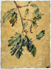 The Lost Words - Acorn