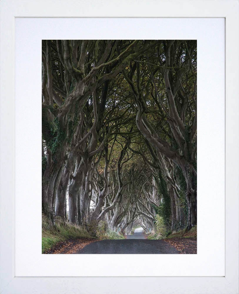 Co Antrim - Dark Hedges Frame White 30 x 40