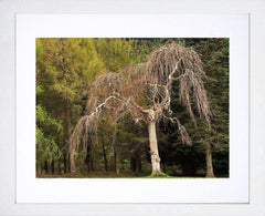 Co Down - Tollymore Spring I Frame White