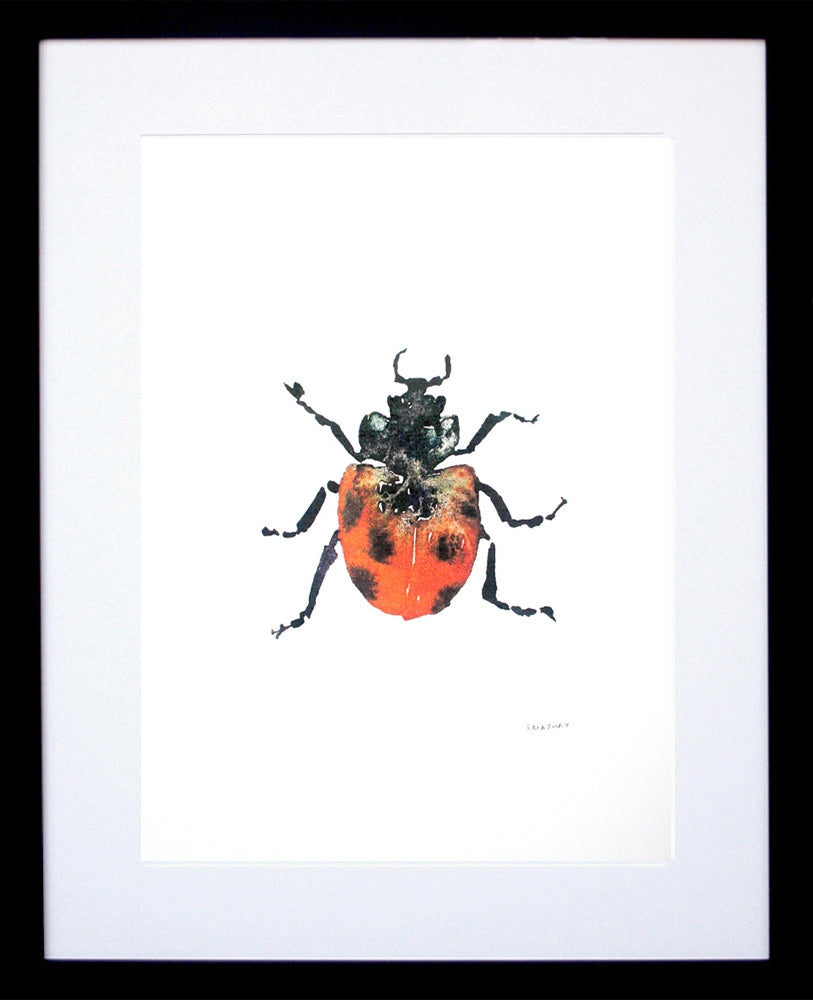 Animals Insect - Ladybird Frame Black