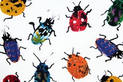 Animals Insect - Ladybirds