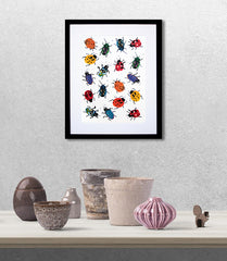 Animals Insect - Ladybirds