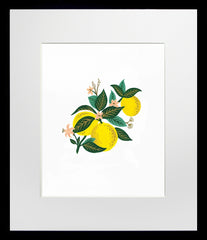 Lemon Blossom - Black Box Frame