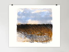 Print - Lough Erne Reed Bed