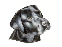Loyal Lab Unframed