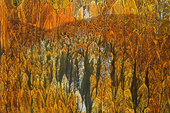 Mist Over The Forest