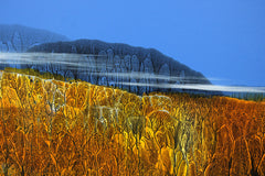 Mist Over The Forest