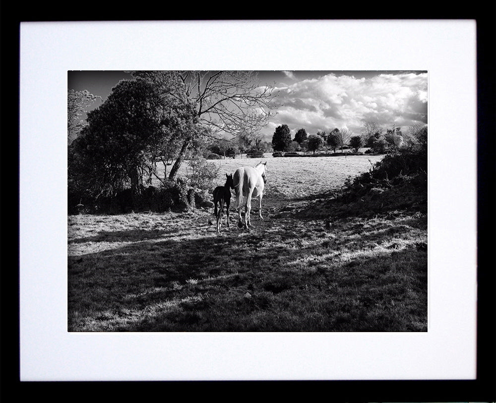 Mother And Foal Black Frame