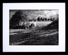 Mother And Foal Black Frame