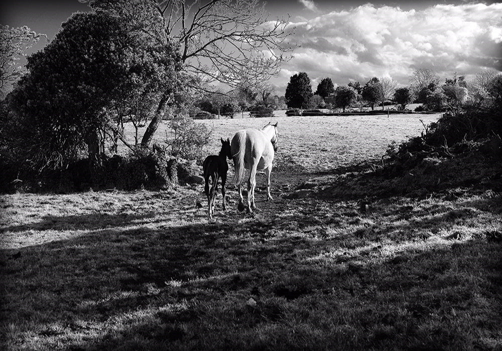 Mother And Foal Unframed