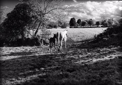 Mother And Foal Unframed