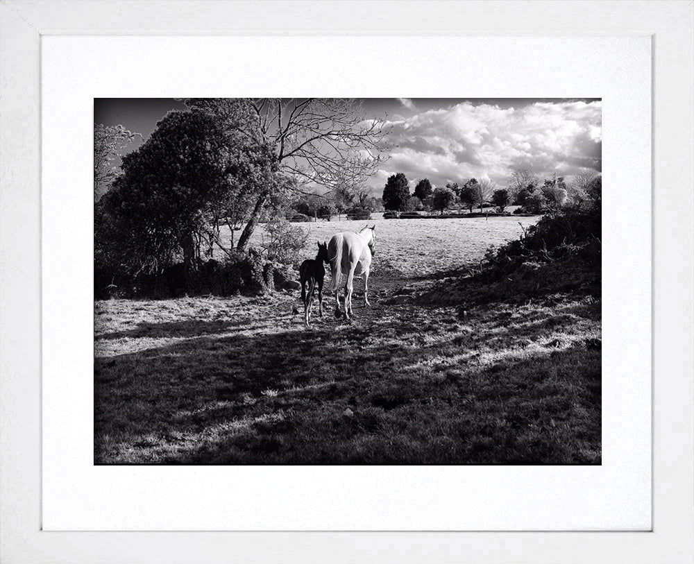 Mother And Foal White Frame