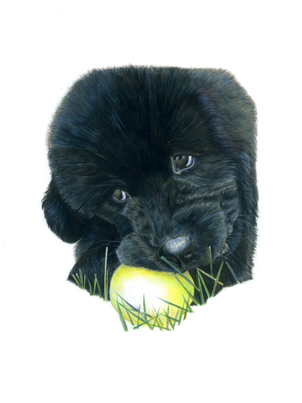 Luna Newfoundland Unframed