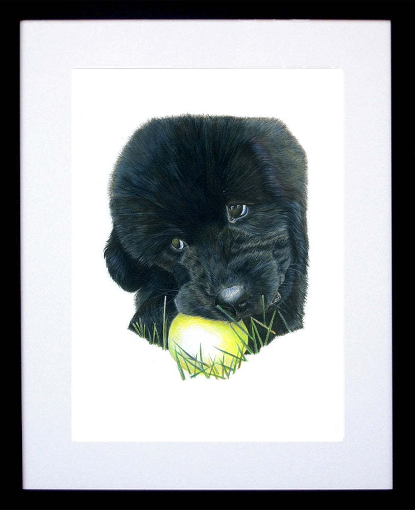 Luna Newfoundland Framed