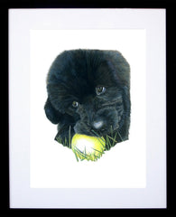 Luna Newfoundland Framed