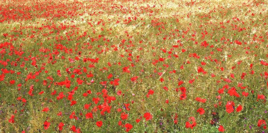 Other - Poppies In Gold